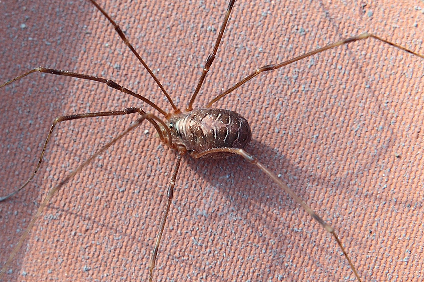 Opilio canestrinii da Molini di Triora